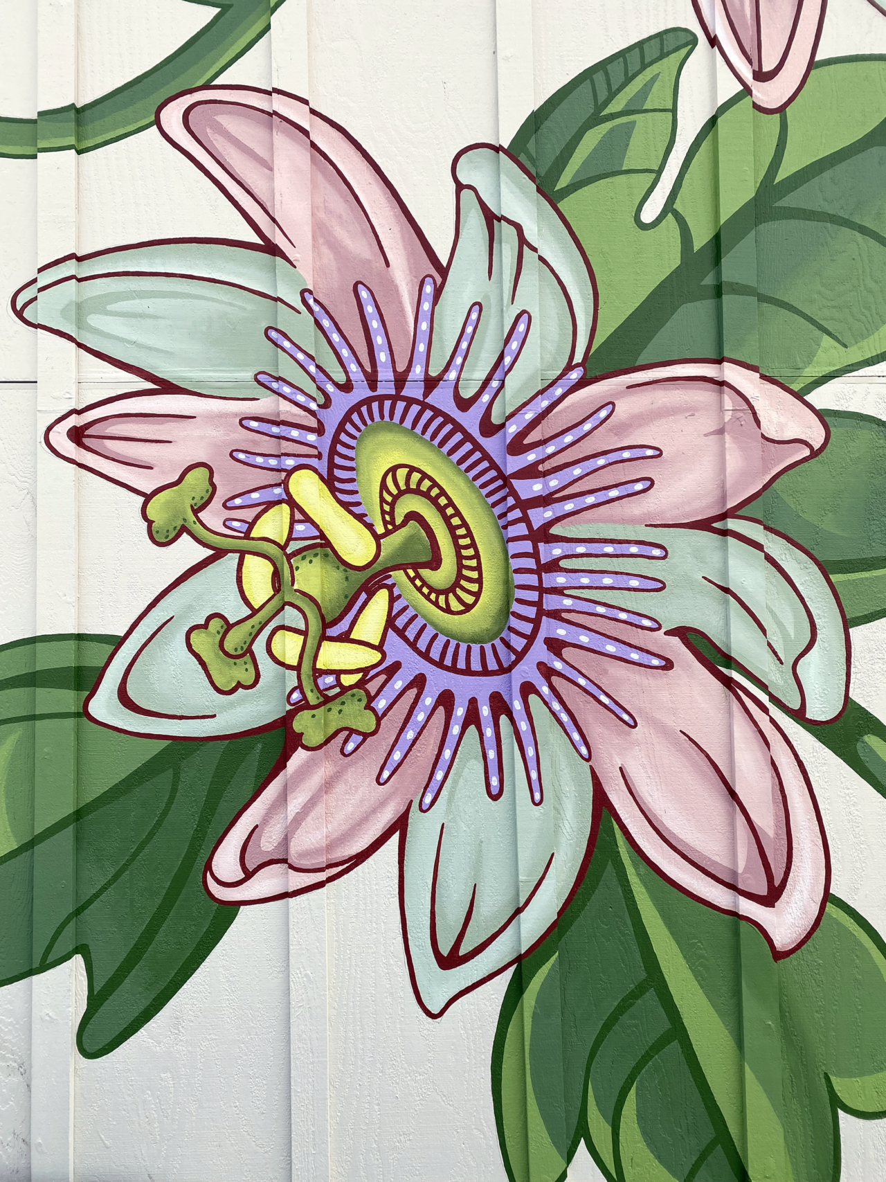 painted-passion-flower