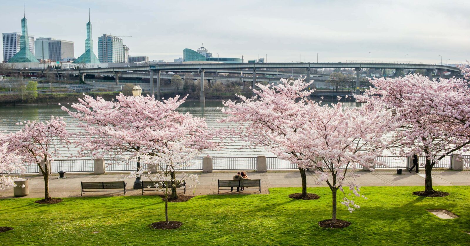Portland Waterfront with Cherry Blossom trees